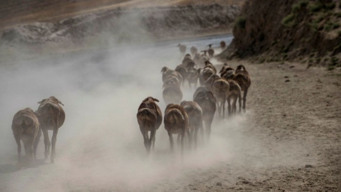 Livestock on the way to Chinarak coal mine in Baghlan province in northern Afghanistan